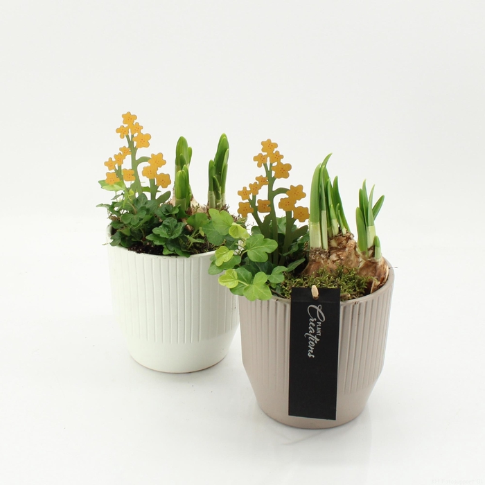 <h4>ARR BOL KNOLGEWAS</h4>