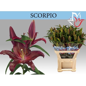 LI OR SCORPIO