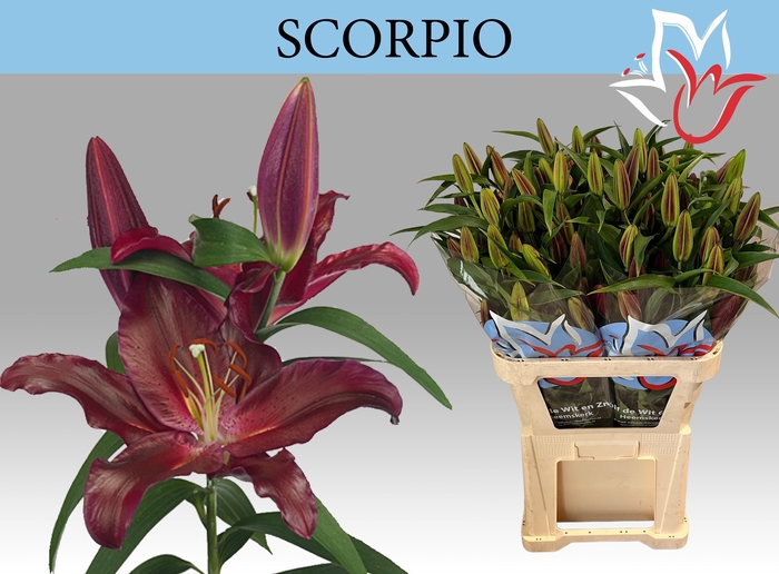 <h4>LI OR SCORPIO</h4>