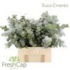 Eucalyptus Cinerea