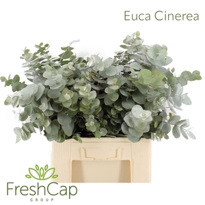 Eucalyptus Cinerea