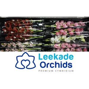 CYMB MI MOTHER'S DAY MIX Leekade X5