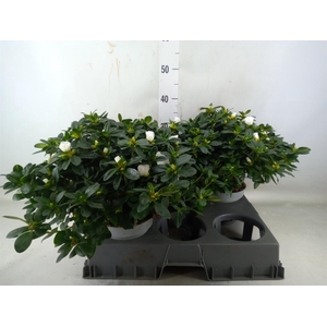 Rhododendron sim. 'Witte Vogel'