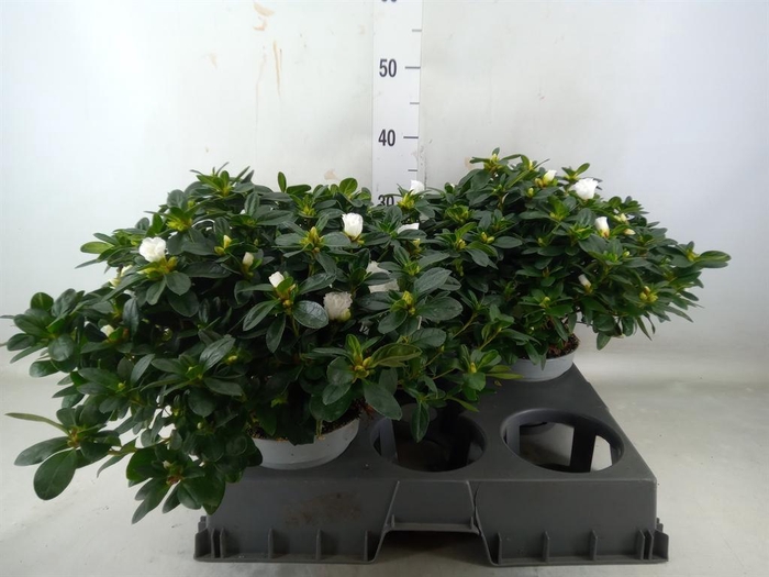 <h4>Rhododendron sim. 'Witte Vogel'</h4>