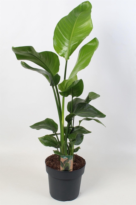 <h4>Strelitzia nicolai</h4>