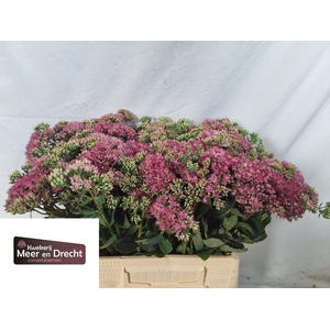 SEDUM SP CARL