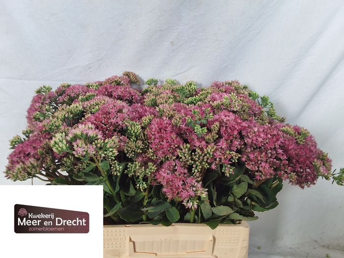 <h4>Sedum Carl Meer En Drecht</h4>