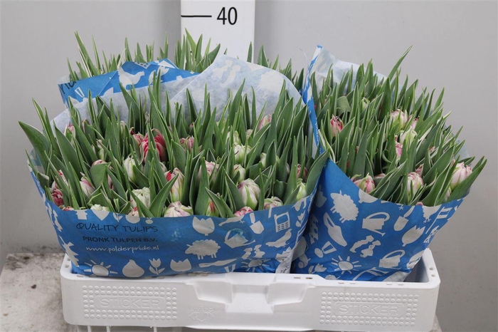 <h4>Tu Du Flash Point</h4>