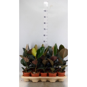 Ficus elastica 'Abidjan'