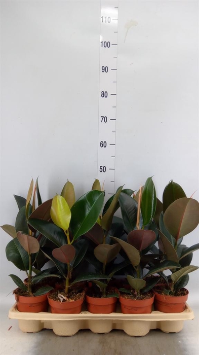 <h4>Ficus elastica 'Abidjan'</h4>