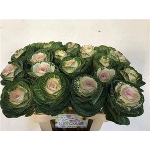 Brassica White Crane
