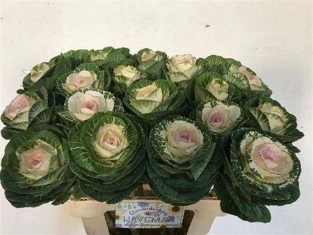 <h4>Brassica White Crane</h4>