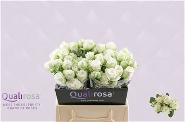 <h4>R Tr Miss Bombastic Qualirosa</h4>