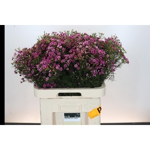 Chamelaucium Jupiter