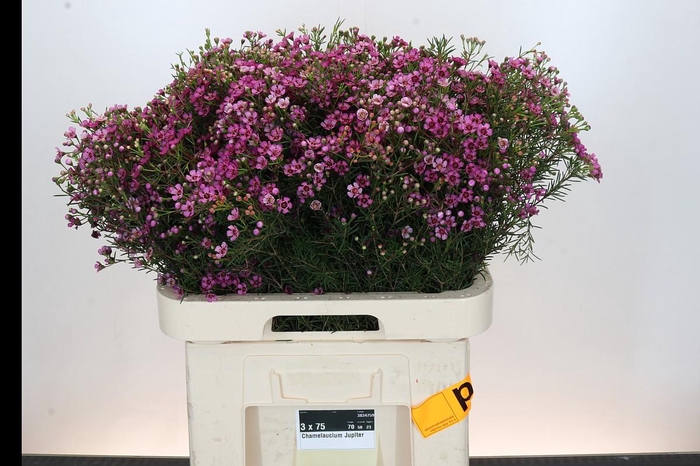 <h4>Chamelaucium Jupiter</h4>