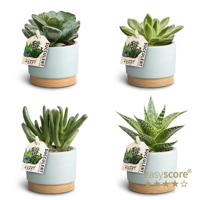 <h4>Woodbase Blue Suc. Collection P7</h4>