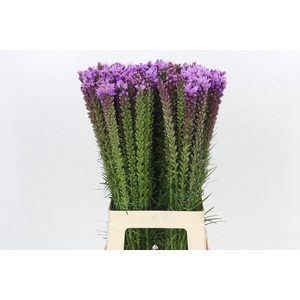 LIATRIS SPICATA