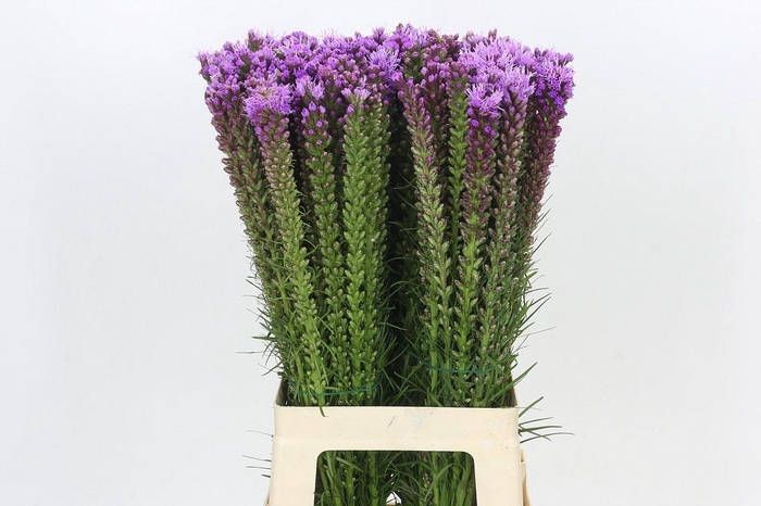 <h4>LIATRIS SPICATA</h4>