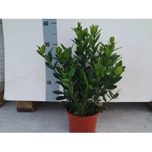 Euonymus Japonica
