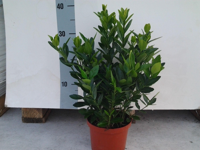 <h4>Euonymus Japonica</h4>