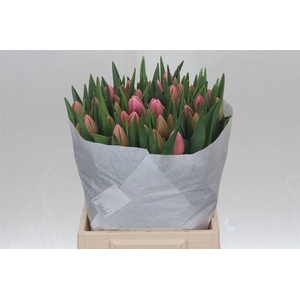 Tulp Enkel Tresor