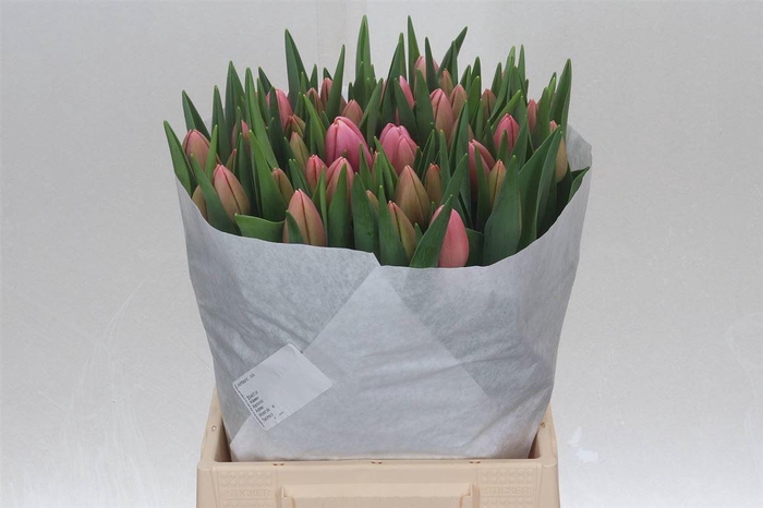 <h4>Tulp Enkel Tresor</h4>