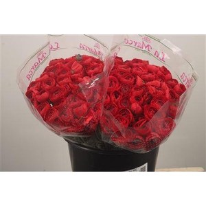 Ran. Su Valentino Sec X50