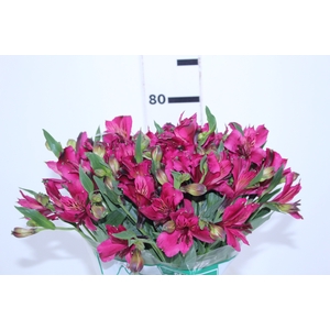 ALSTROEMERIA NAPOLI 080 CM