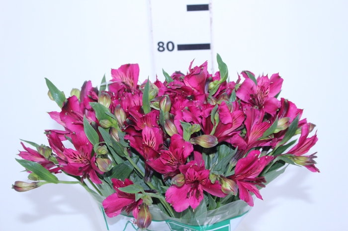 ALSTROEMERIA NAPOLI 080 CM