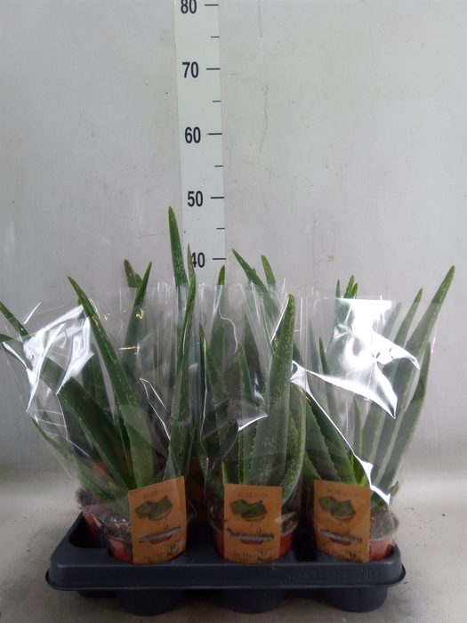 <h4>Aloe vera</h4>