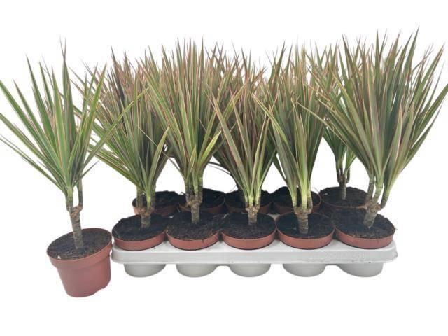 <h4>DRA MARG BICOLOR</h4>