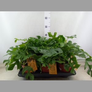 Monstera   ...