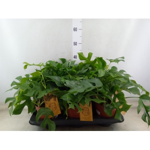 Monstera   ...