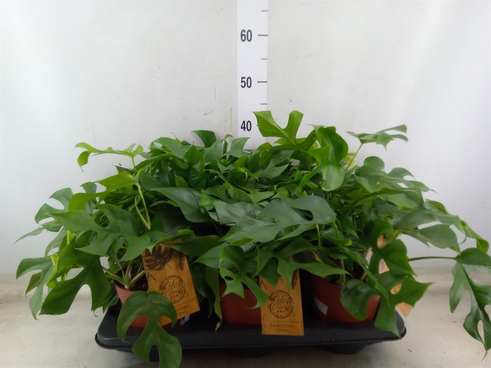 <h4>Monstera   ...</h4>