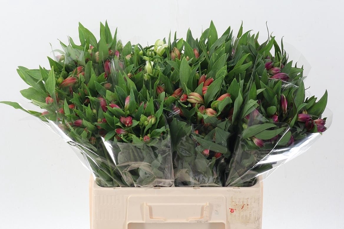 <h4>Alstr Gem In Fust</h4>