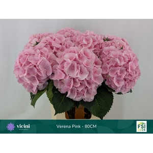Hydrangea verena