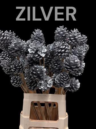 <h4>Dennenapp Op Stok H%</h4>