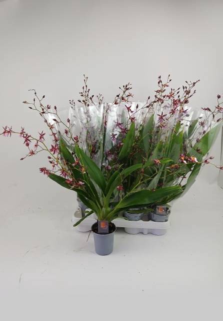 <h4>ONCIDIUM OV</h4>