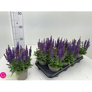 SALVIA NE SE DP BLUE