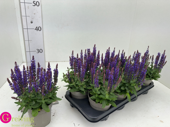 <h4>SALVIA NE SE DP BLUE</h4>