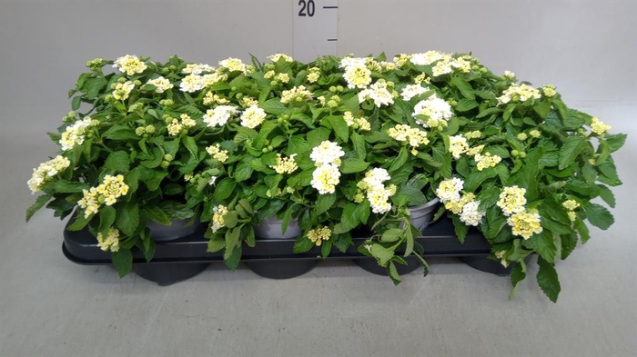 <h4>Lantana camara</h4>