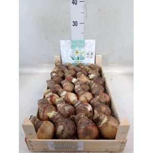 Hippeastrum   ...flowerbulbs