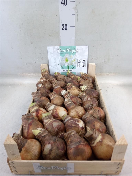 <h4>Hippeastrum   ...flowerbulbs</h4>