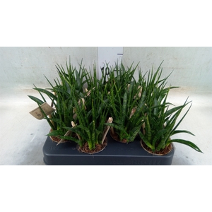 Sansevieria  'Fernwood'