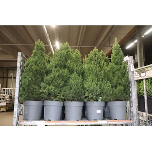 Picea Gl December