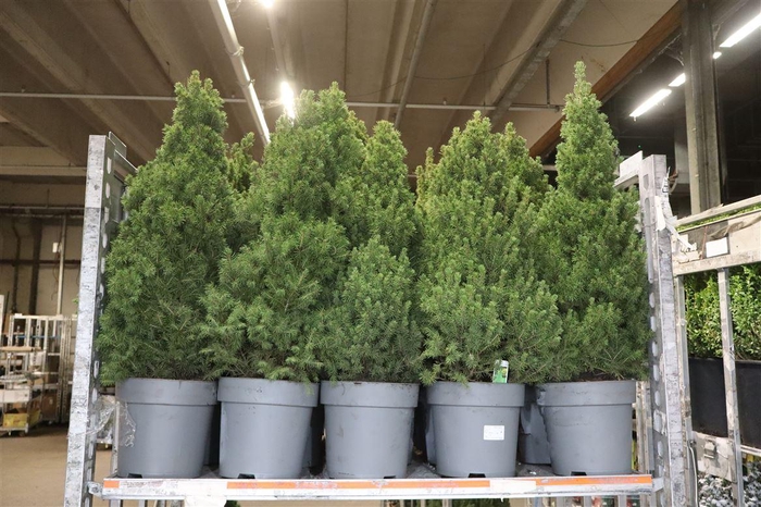 <h4>Picea Gl December</h4>