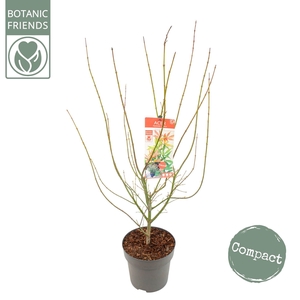 Acer palm. 'Jerre Schwartz'