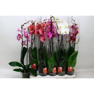 PHAL GEM 6 KL