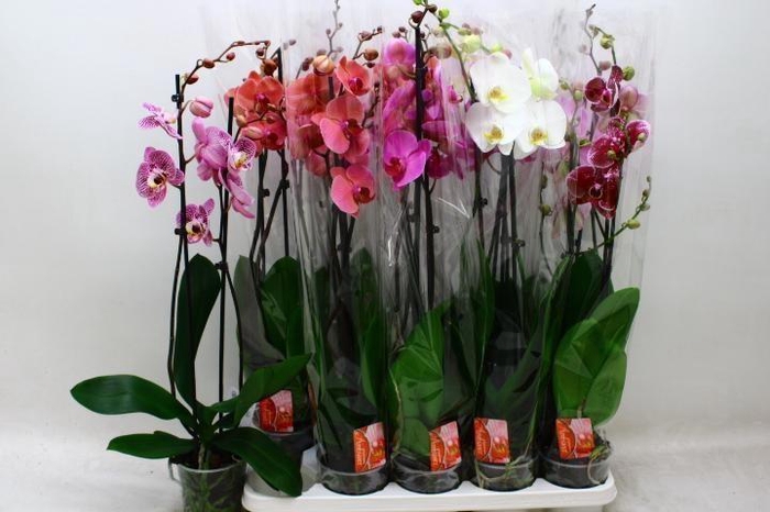 <h4>PHAL GEM 6 KL</h4>