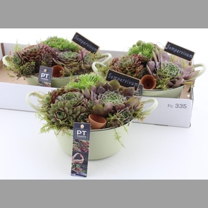 ARR SEMPERVIVUM